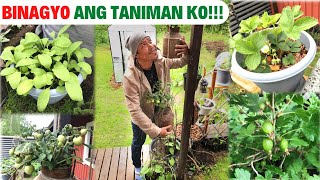 BINAGYO ANG TANIMAN KO!!! Sana ay maka-survive lahat. Garden. Gardening. Gulayan.