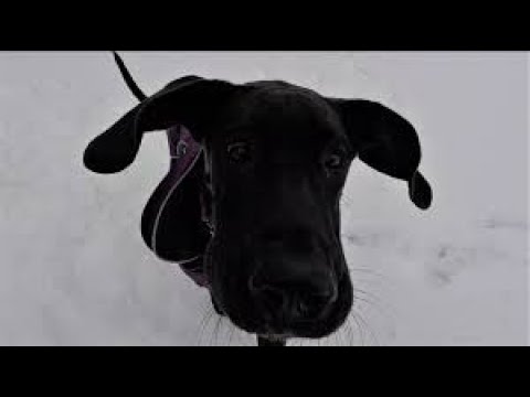 great-dane-puppy-saves-man-from-the-doghouse-on-valentine's-day