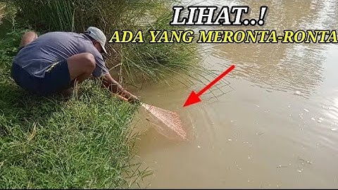 DETIK DETIK ‼️ PERTAMA KALI, LEMPAR JALA IKAN, LANGSUNG DISAMBUT BABON IKAN GABUS.!!!