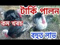 Turkey Birds farming in Assam