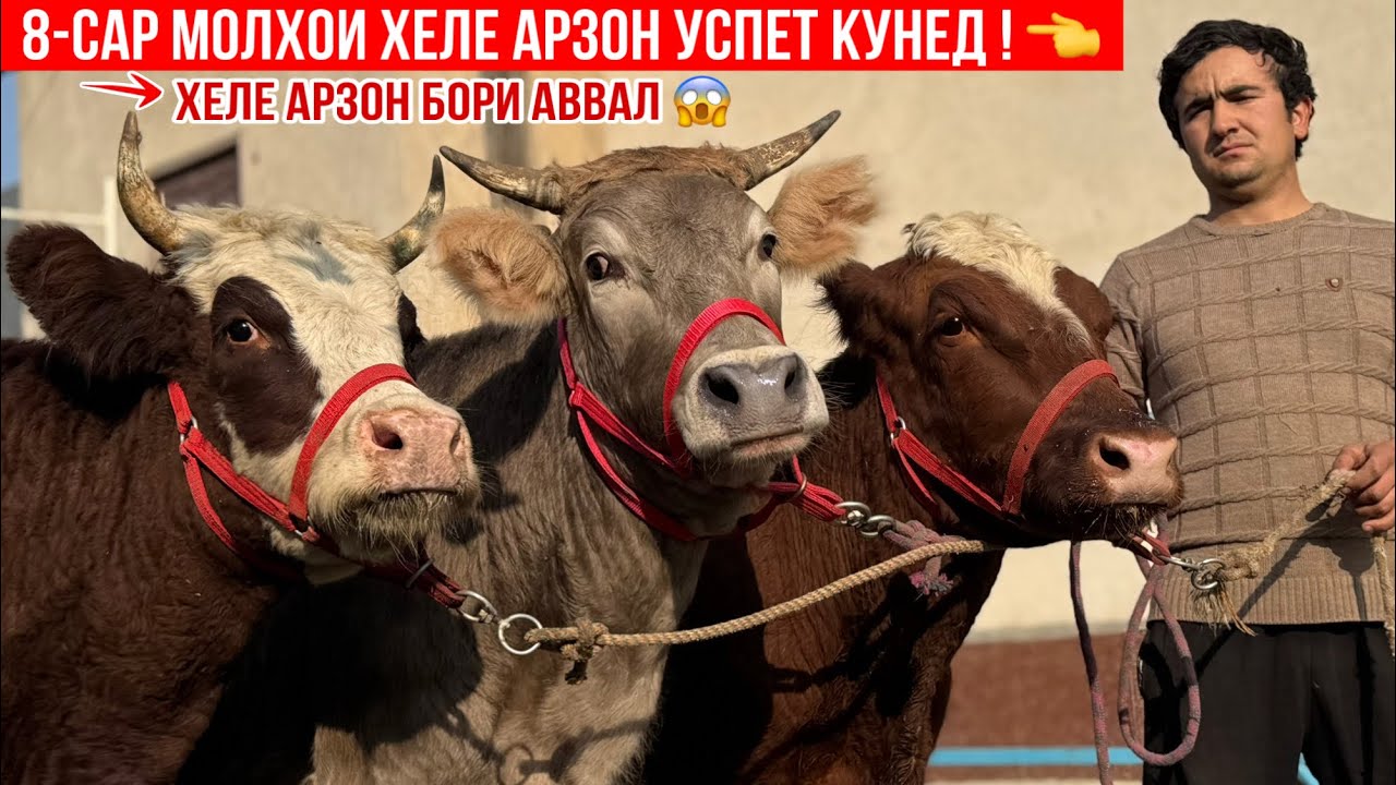 8-САР МОЛҲОИ ХЕЛЕ АРЗОН УСПЕТ КУНЕД ! 25 ноября 2025 г.