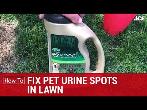 How To Fix Pet Urine Spots on Lawn - Ace Hardware