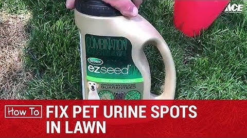 How To Fix Pet Urine Spots on Lawn - Ace Hardware