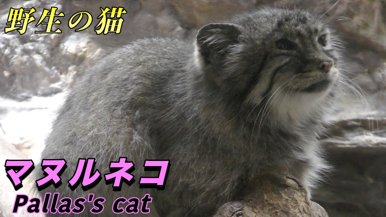 ネコ マヌルネコの生態 可愛い けど飼ってはダメ Pallas S Cat 野生の猫 Youtube