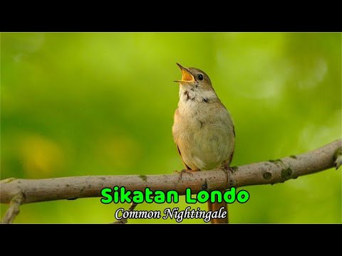Kicauan Burung Sikatan Londo di alam liar | | BulBul in Nature Samoyii Kicau