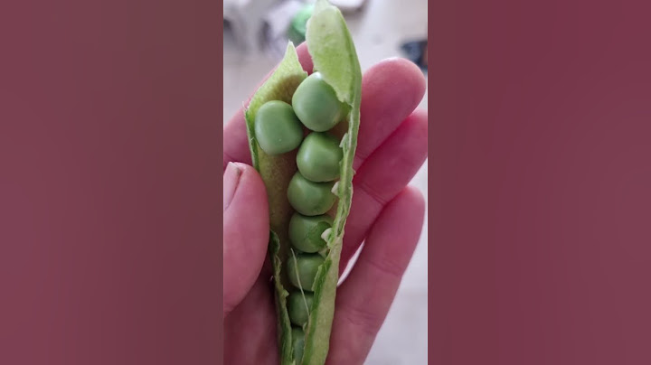 Cosecha de arvejas, decime si no son bonitas y que ricas y nutritivas!! ¿Te gustan las arvejas?