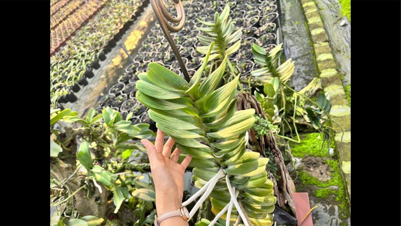 NHẠN THÁNG 8 HƯỜNG HÀ NAM 0399930009 || PHONG LAN RỪNG