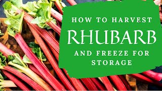 How to Harvest Rhubarb and Freeze for Storage