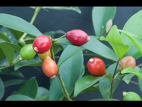 וִידֵאוֹ: סומברי - פירות יער בגודל של דובדבן