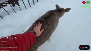 Pet Deer