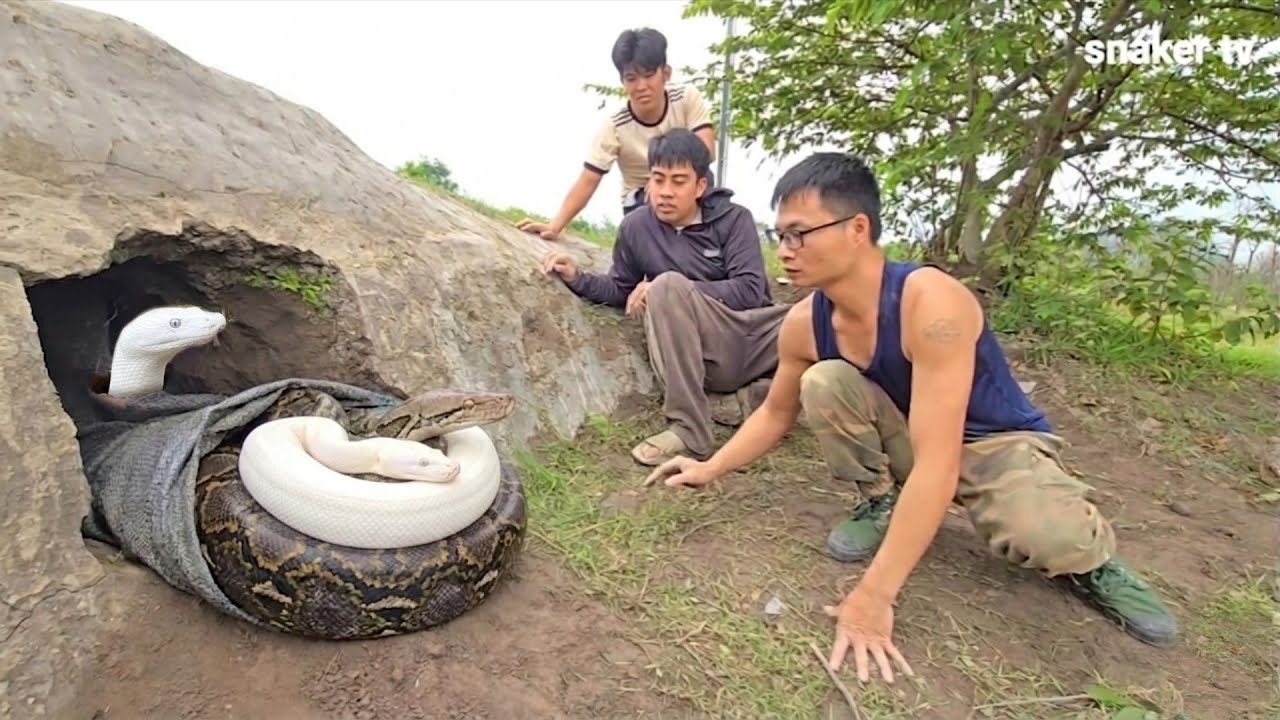 Python Soldier The brave soldier confronts two giant golden pythons. - YouTube