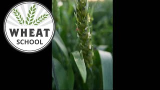 Wheat School: Wheat midge forecast map in the red