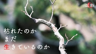 枯れた枝と生きた枝の見分け方！原因と対策【盆栽Q】