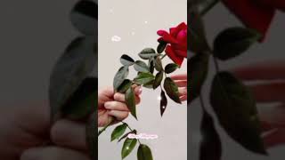 Torn Between Two Lovers (Mary Macgregor) #shorts #lovesong