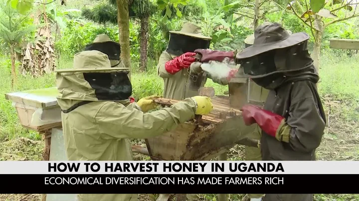 How To Harvest Honey In Africa