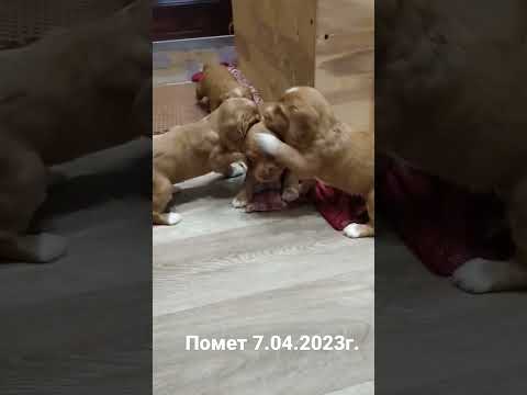 английский кокер-спаниель