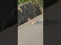 キジバト