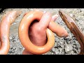 Eel Fishing. Catching Eels From Wet Ground By Hand.