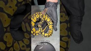 Pastel Fire Het Axanthic TSK Ball Python