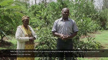 Inside Kakuzi: How To Prune A Young Avocado Tree Preview