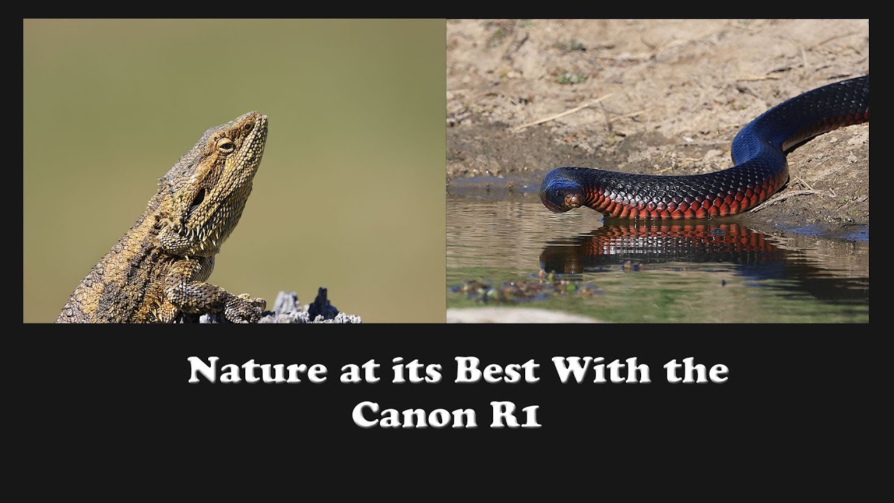 Возвращаемся в дикую природу с Canon R1