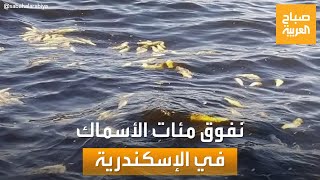صباح العربية | مشهد غريب.. نفوق أسماك قبالة سواحل الإسكندرية