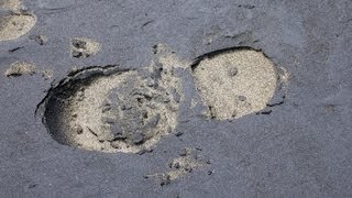 Where does Sand come from?: Coastal Processes Part 3 of 6