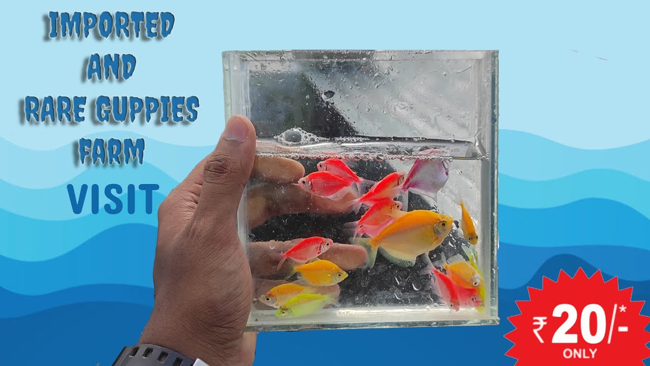 Imported guppies fish farm | Starting from 20rs | Erode | Pet feeder