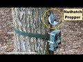 Nuthatch Prepper Stores Food in Clobo Trail Camera