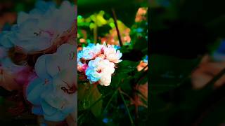 Flower slow motion video 🌺🌸 #flowers #slowmotion #ytviralshorts
