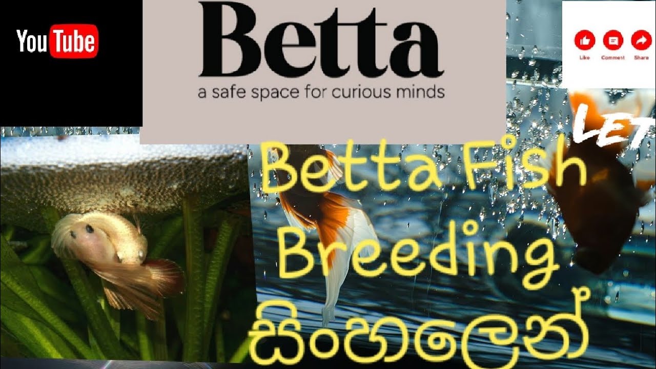 Betta Fish Breeding Video (සිංහල ) 🐳🍀🐚