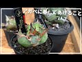 【アガベの春の育て方 】これさえしておけば乗りきれる