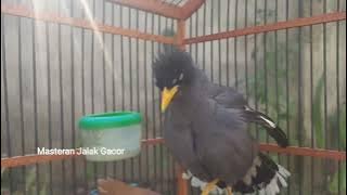 Jalak kebo Betina Gacor Manggut Manggut - MAsteran Jalak Kebo Betina Eps 270