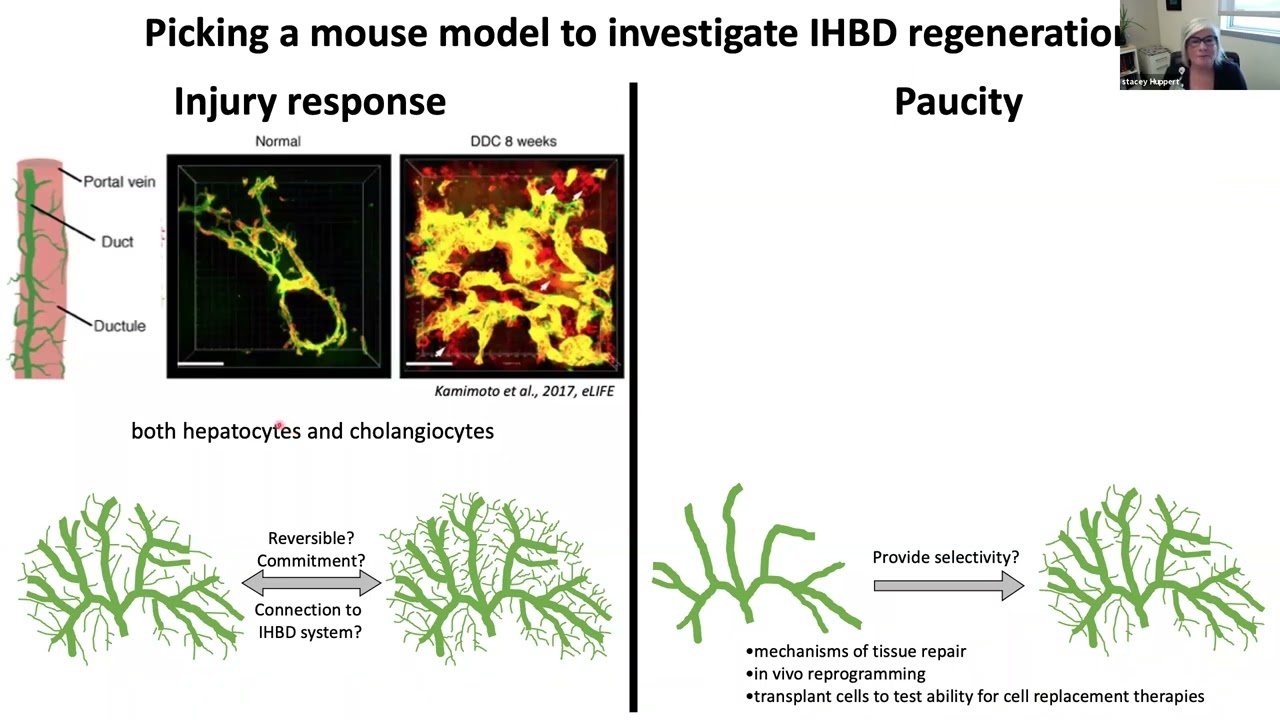 1015 Science Overview and NOTCH2 Video