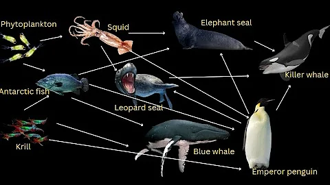 Food webs