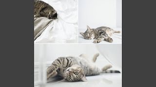 Understated Cute Cat