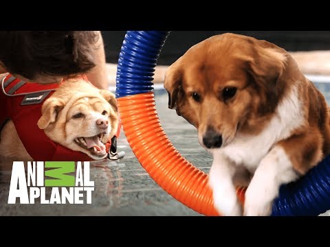 Video: El Papel Del Ejercicio En La Pérdida De Peso De Las Mascotas