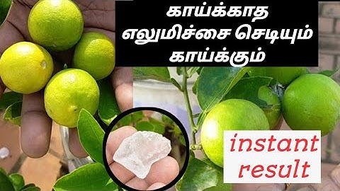 🍋#மாடி தோட்டத்தில் பூக்காத எலுமிச்சை செடி கொத்து கொத்தாக காய்க்க உரம் #garden #fertilizer #plants
