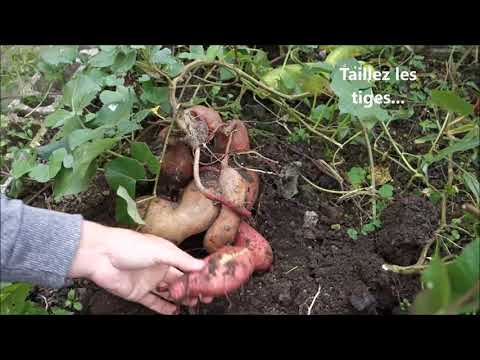 Vidéo: Récolte des patates douces - Quand et comment récolter les patates douces