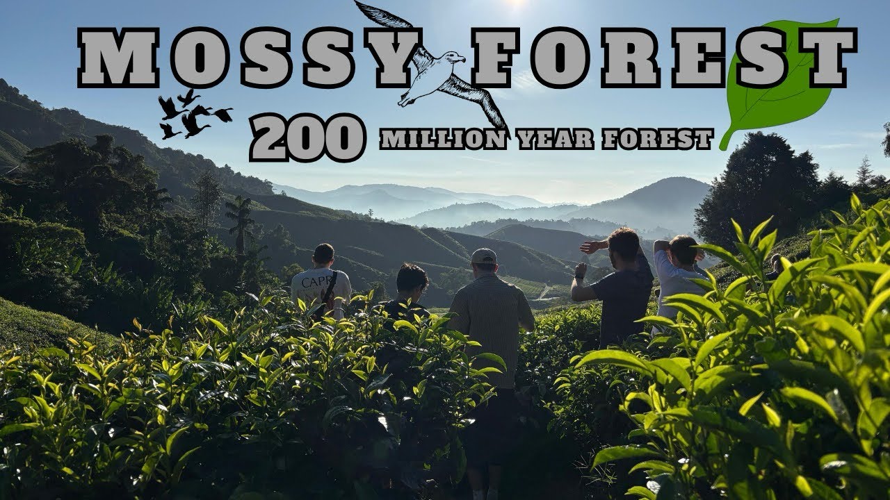 Inside 200 Million Years Old Forest in Malaysia | Mossy Forest | মালয়েশিয়ার সবচেয়ে পুরনো জঙ্গলে
