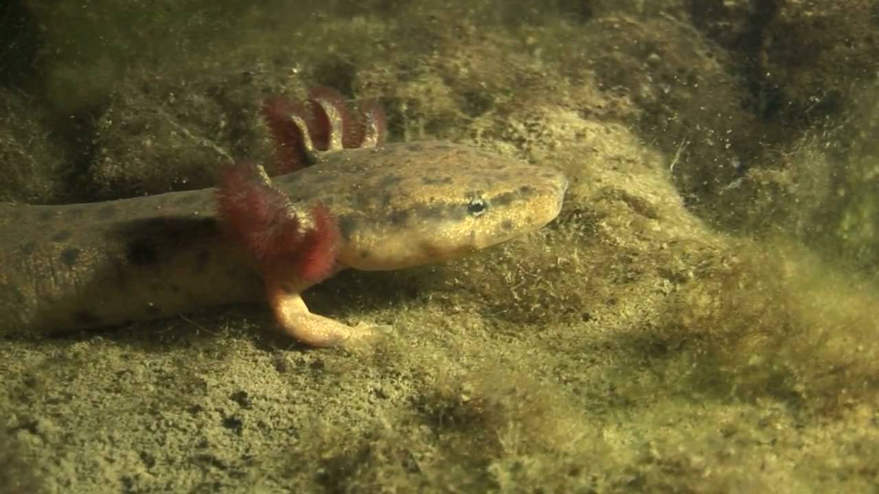 Mudpuppy HD YouTube mudpuppy-hd-youtube