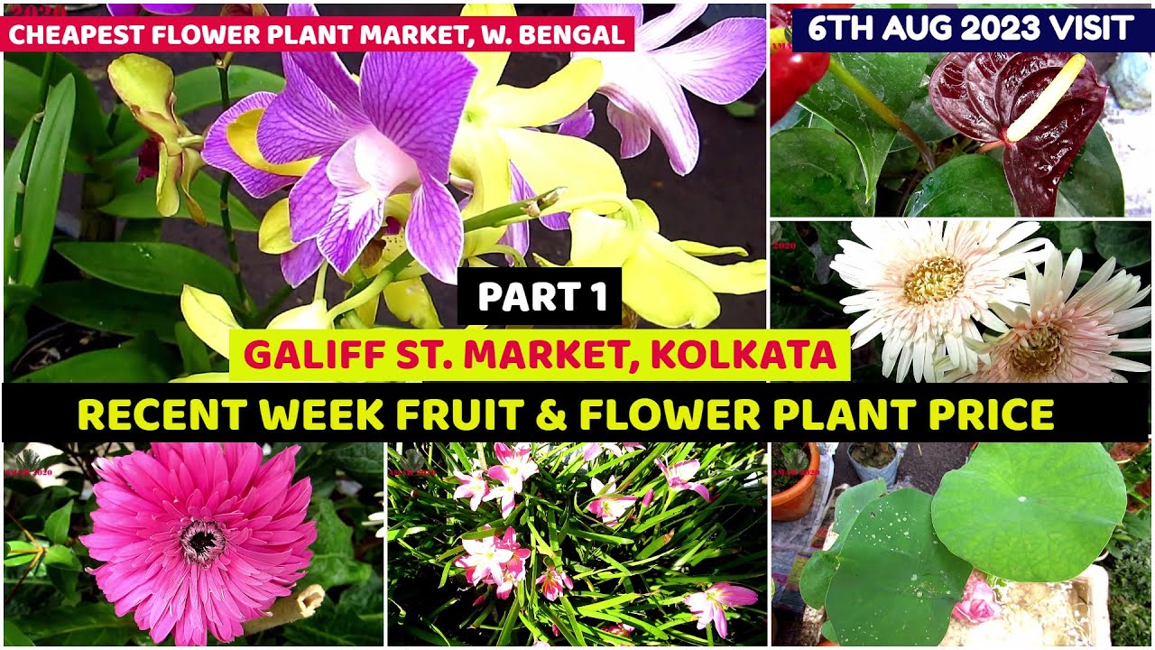 Recent Week Fruit & Flower Plant Price Galiff Street Cheapest Plant