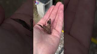 Qué Pasa con la Esfinge Colibrí #viral #insectos #shorts