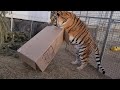 Как Поймать Тигра ?/ How to catch a tiger?