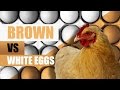 White Eggs vs Brown Eggs, What's Healthier?