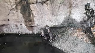 Oriental/Asian small-clawed otter (Aonyx cinereus) 亞洲小爪水獺 コツメカワウソ 작은 발톱 수달 loutre ऊद  lontra นาก ဖျံ