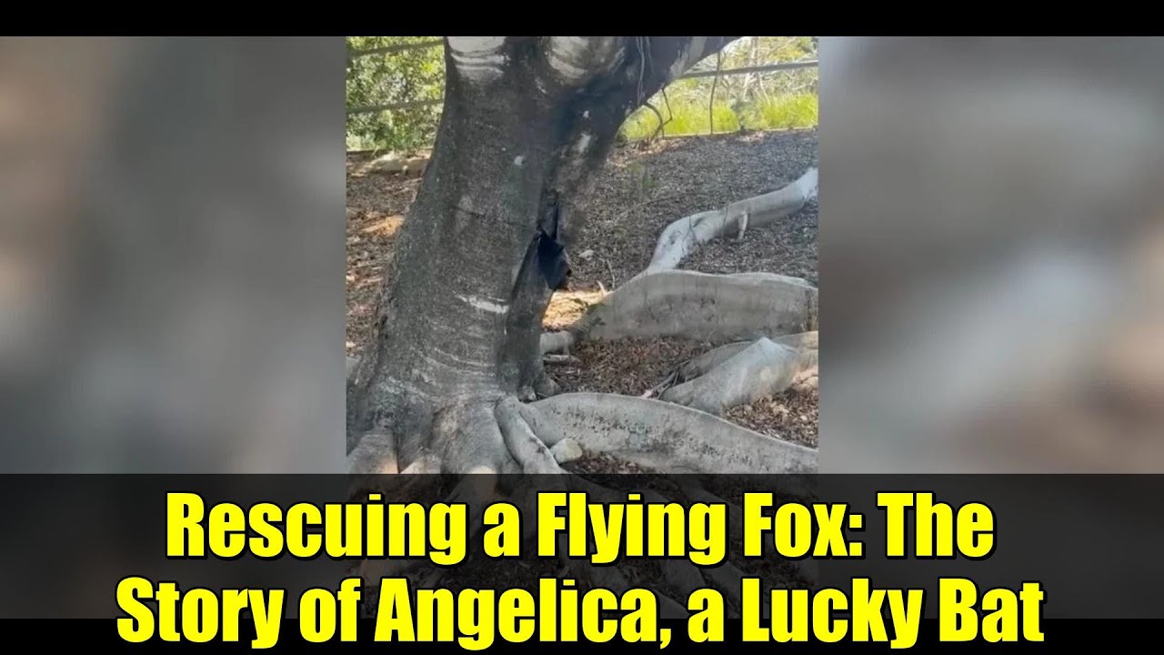 Rescuing a Flying Fox: The Story of Angelica, a Lucky Bat