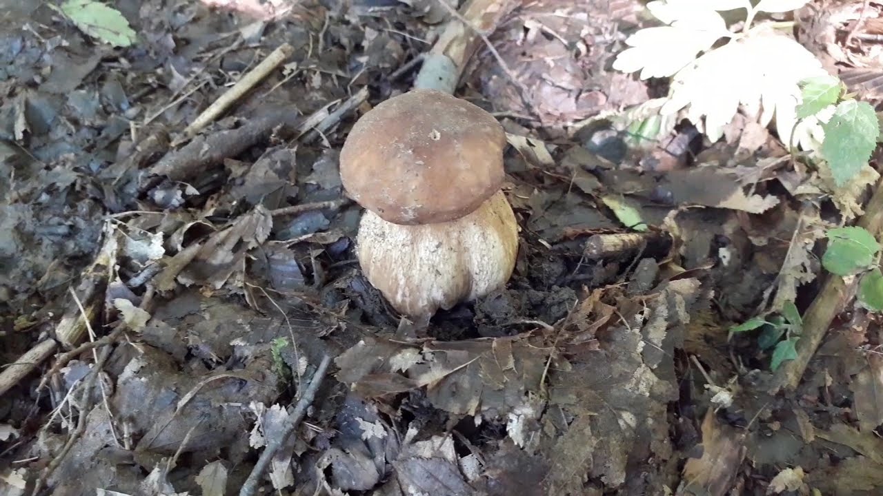 Relaxare la ciupercarit 🍄🍄🤗