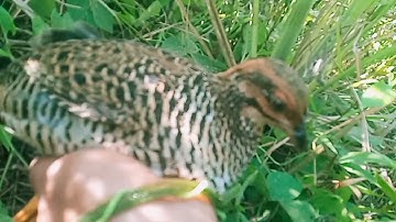 hnub no mus cuab noog qaib qas qas mas zoo kawg bây đa đa cực chuẩn