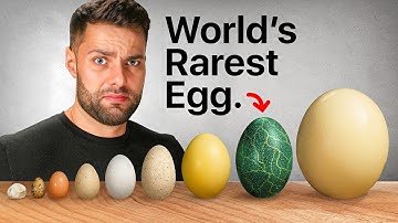 I Cooked EVERY Exotic Egg